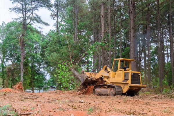 Trees Clearing